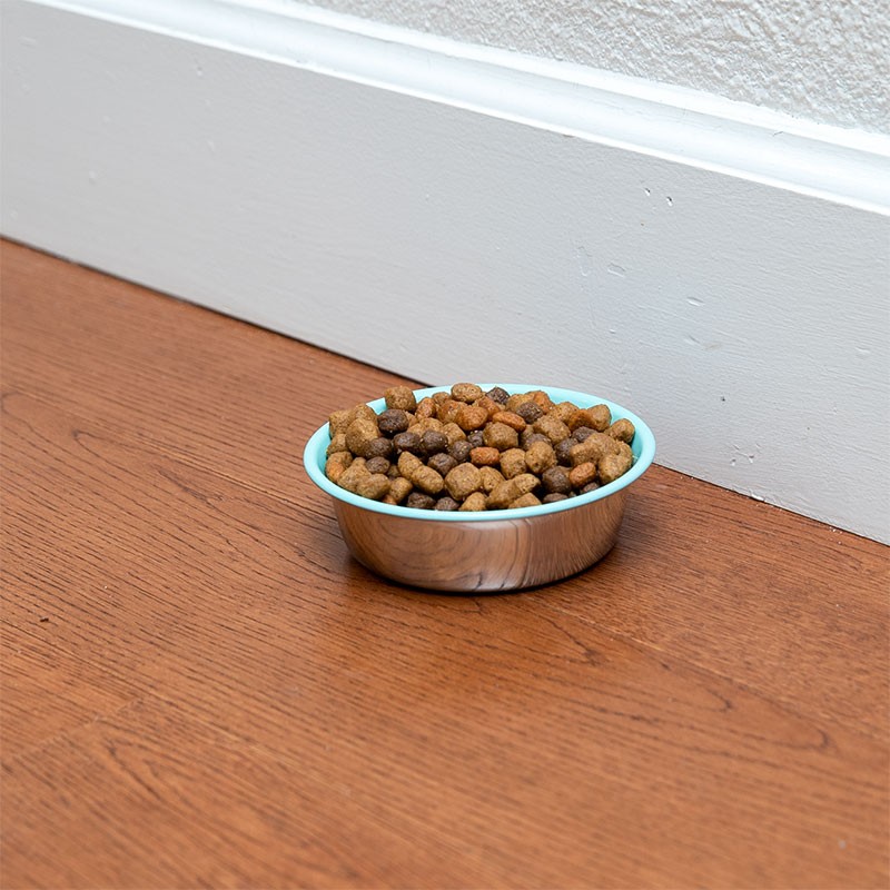 8 Oz Stainless Steel Dog Bowl (Robin's Egg Blue)