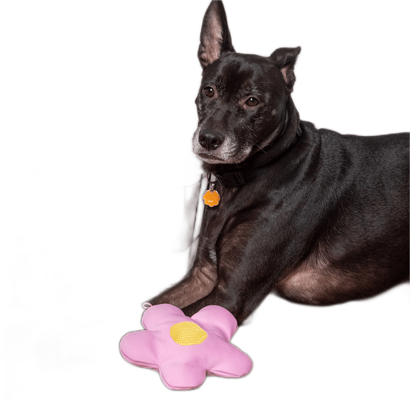 Aqua Floating Flower Squeak Dog Toy (3 pack)