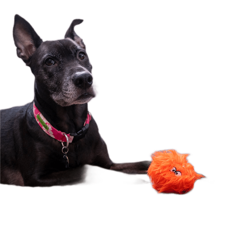 Mini Furballz Dog Toy (2 pack)