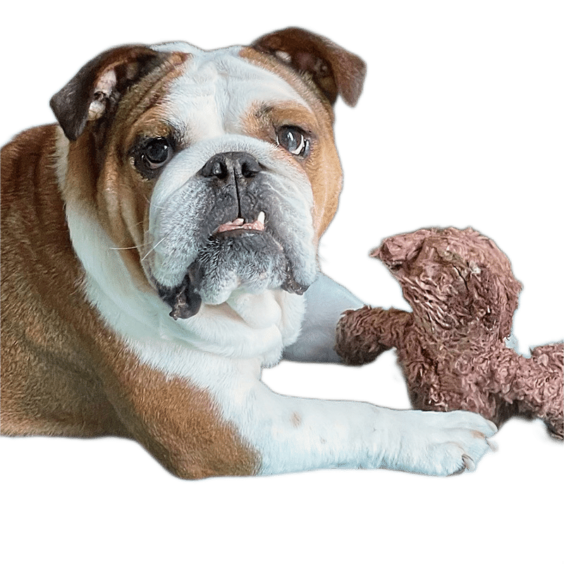 Organic Cotton Large Bear (2 Pack)