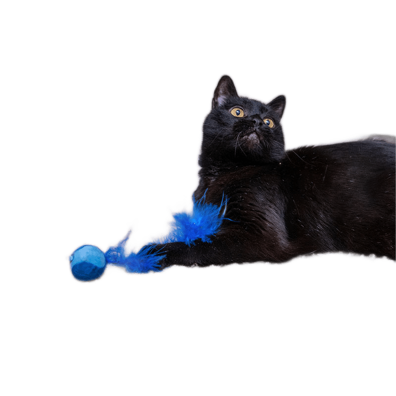 Teaser Toy with Feather (3 pack)
