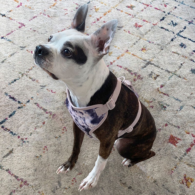 Full Body Dog Harness
