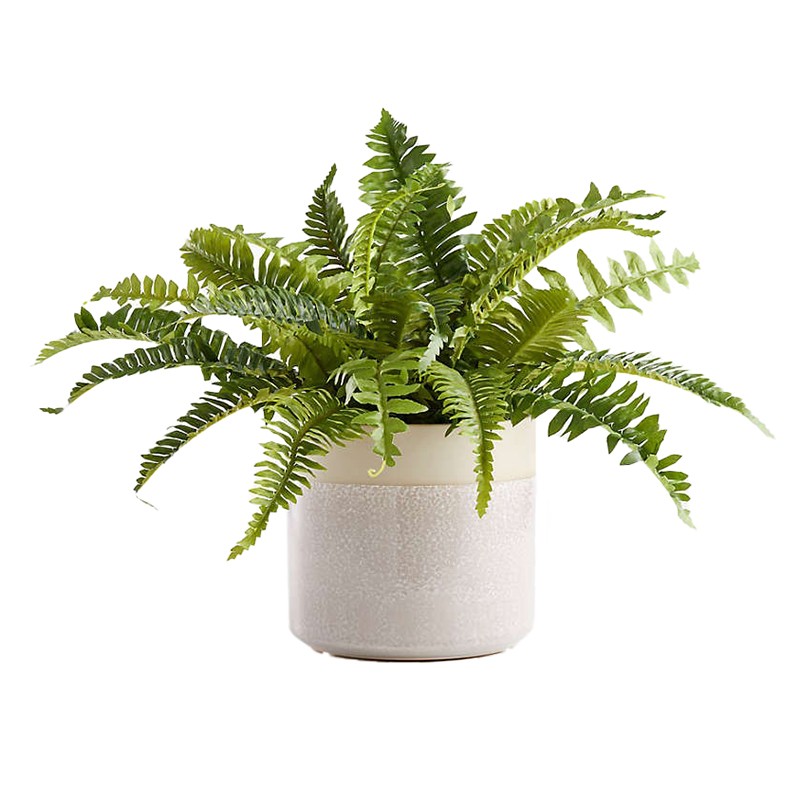 Potted Fern