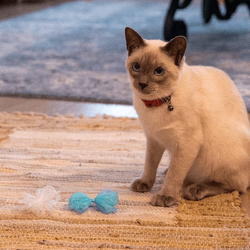 Bitty Bows Bouncy Mesh Cat Toy (8 Pack)
