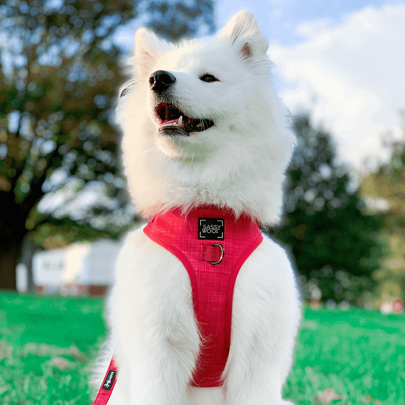 Dog Harness 