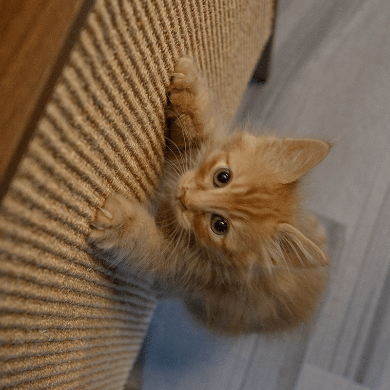 Wesley Wall Scratcher