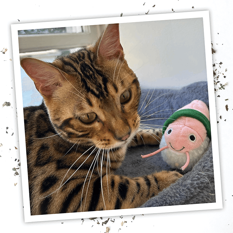 Get Wrapped Refillable Shrimp Sushi Roll