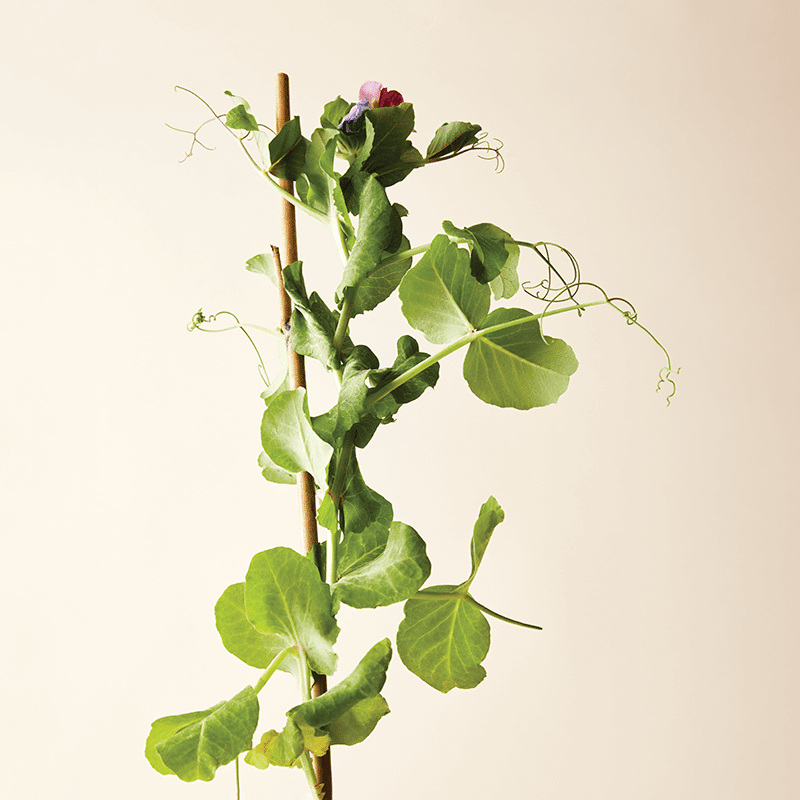 Xtramoist Moisturizing Shampoo