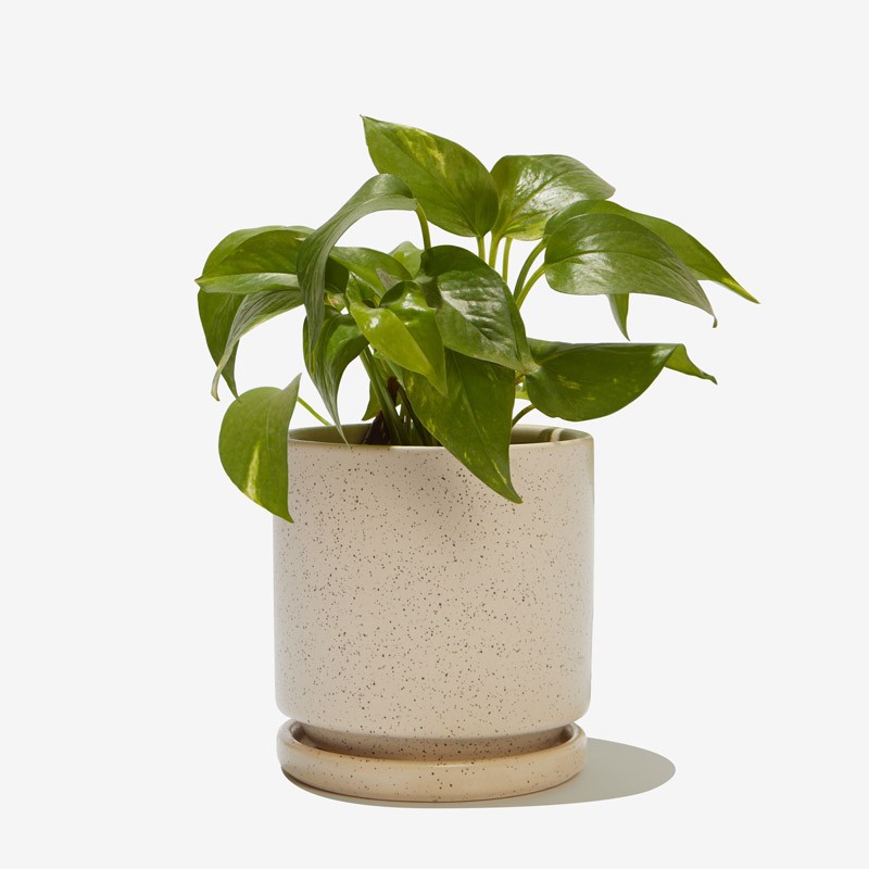 4.5" Cylinder Pot with Water Saucer
