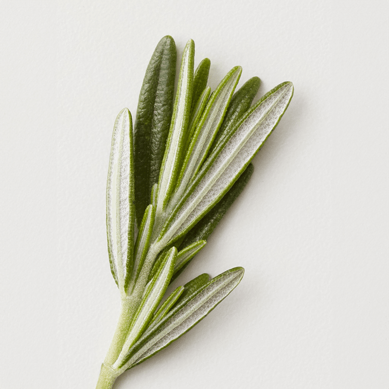 RENEW: Clarifying Shampoo