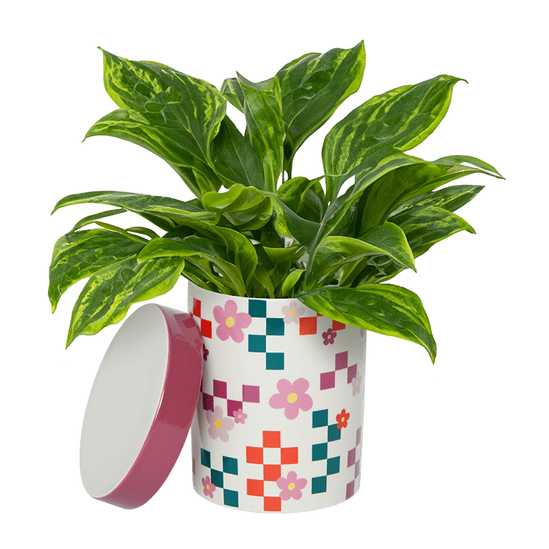 Max Maven Planter