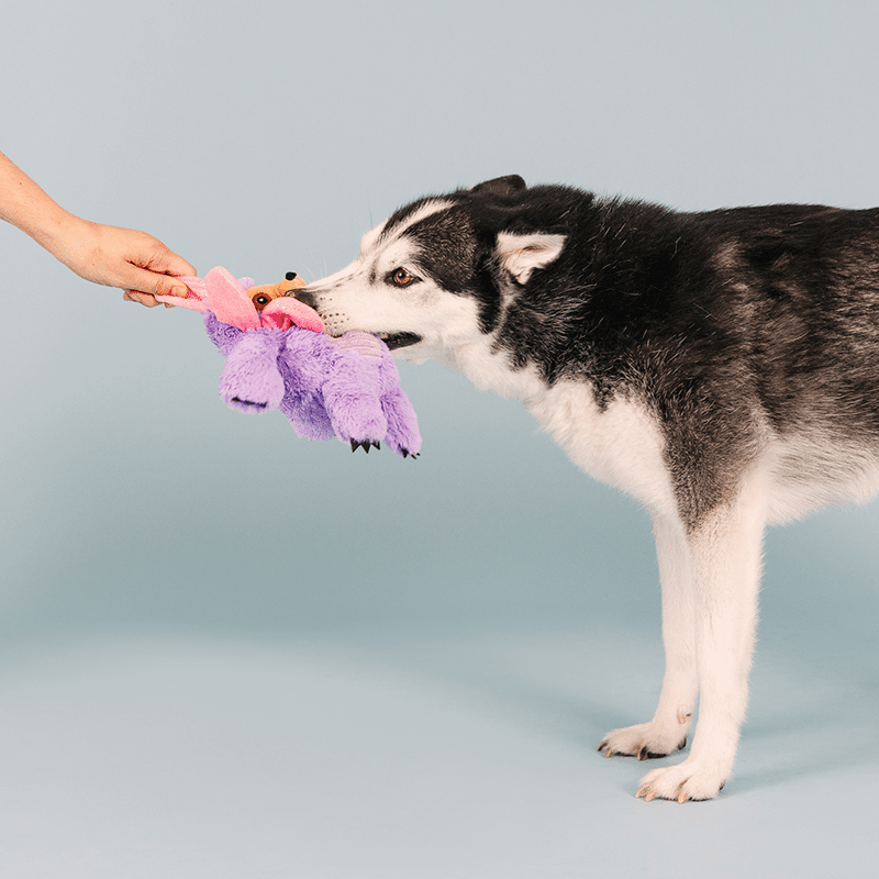 I'll Grow On You Dog Toy