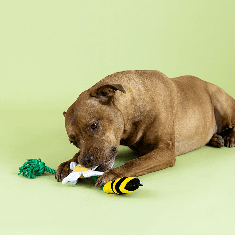 I'm Pollen For You Rope Dog Toy