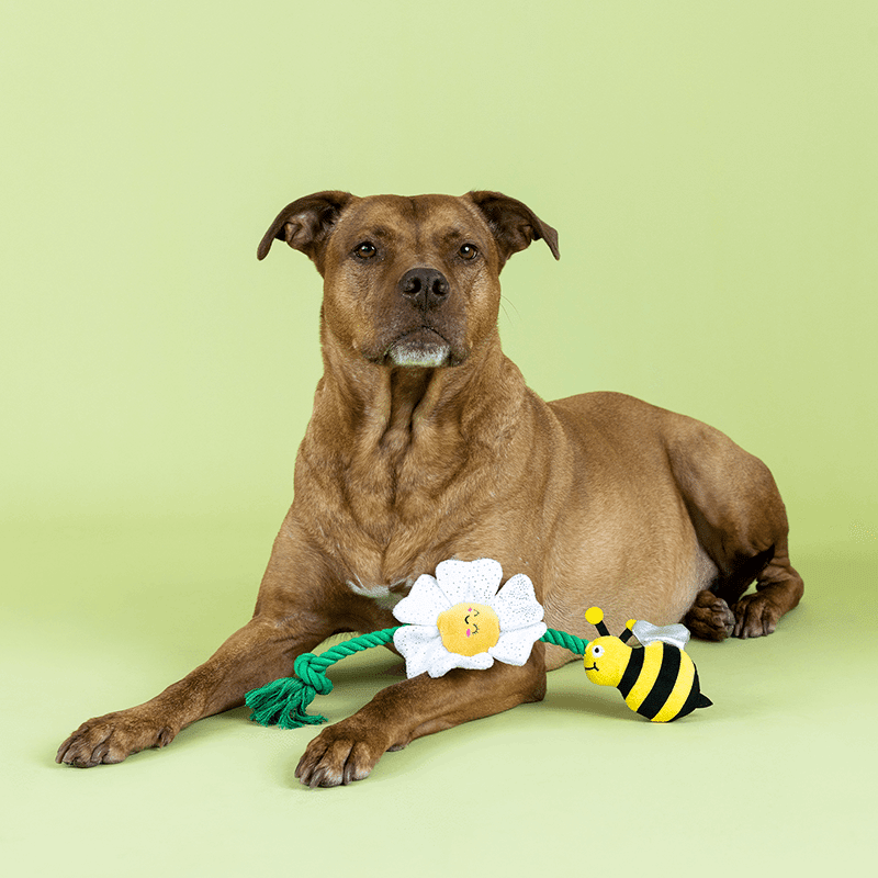 I'm Pollen For You Rope Dog Toy