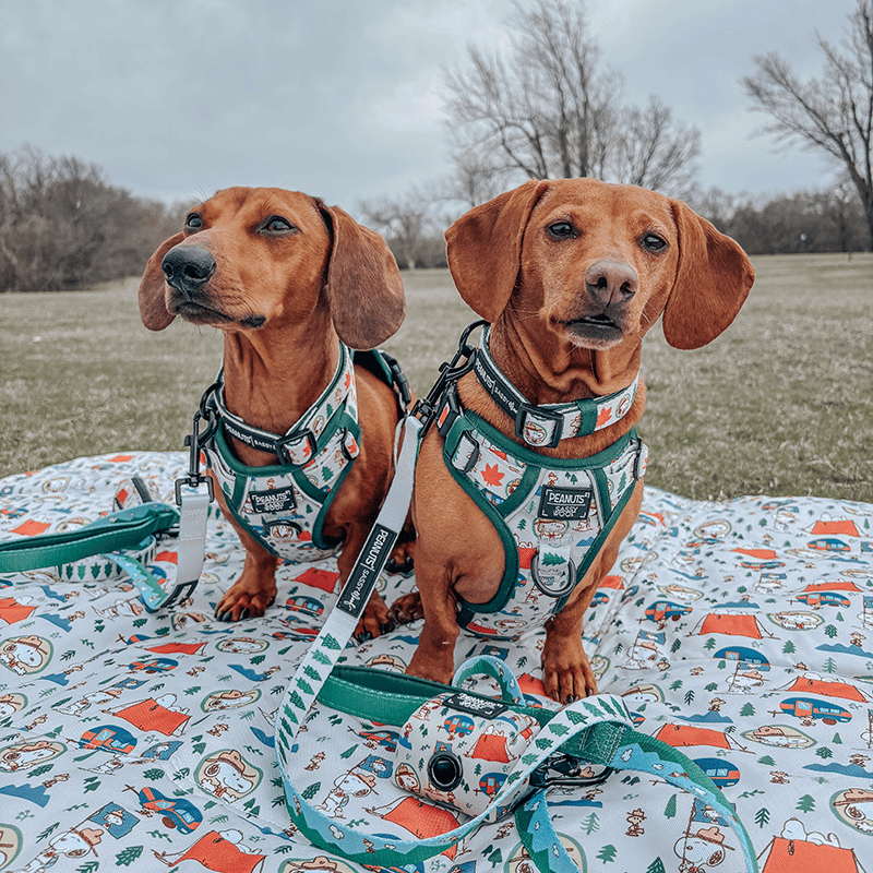 Peanuts Dog Collar
