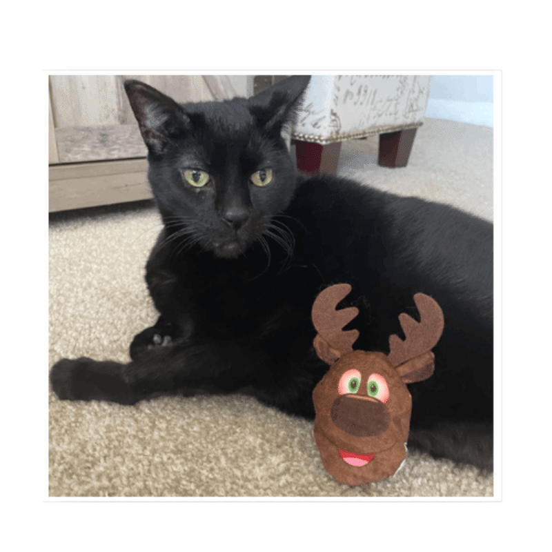 Get Blitzed Reindeer Refillable Cat Toy