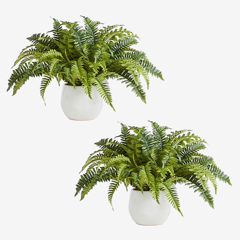 Crate & Barrel Potted Fern