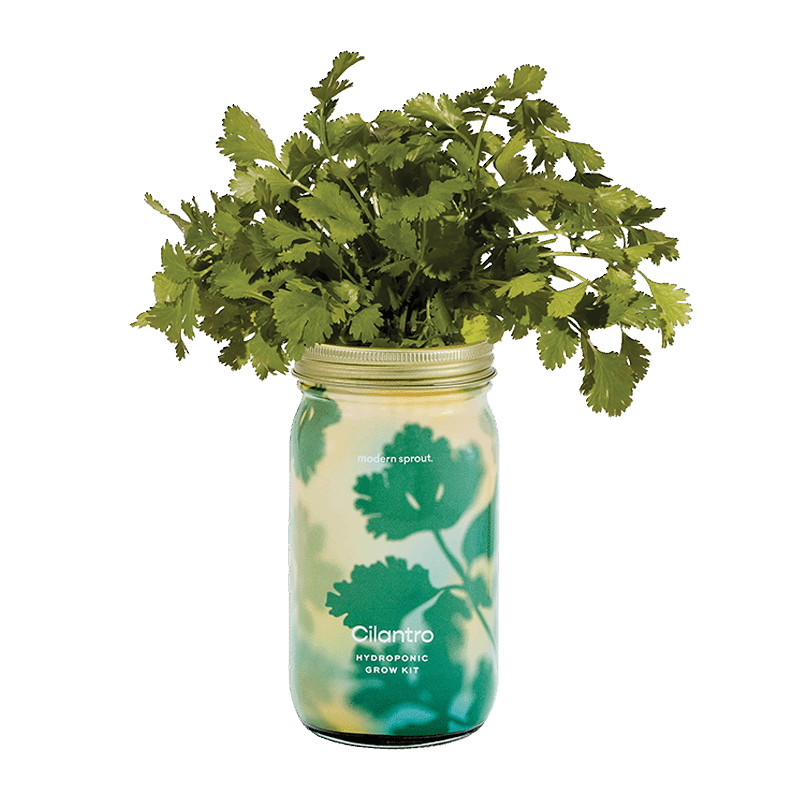 Cilantro Garden Jar