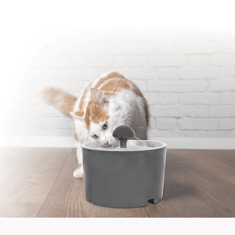 Pet Water Fountain