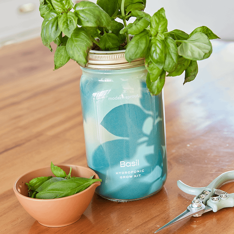 Basil Garden Jar