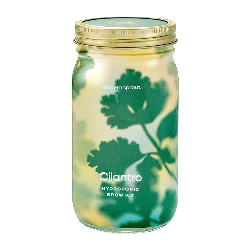 Cilantro Garden Jar