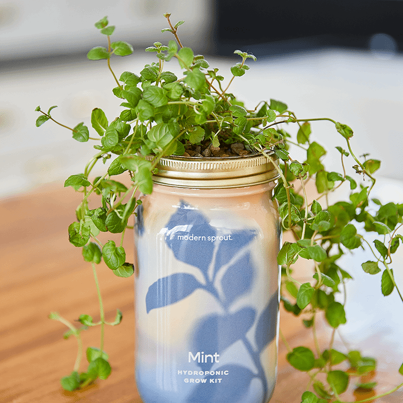 Mint Garden Jar