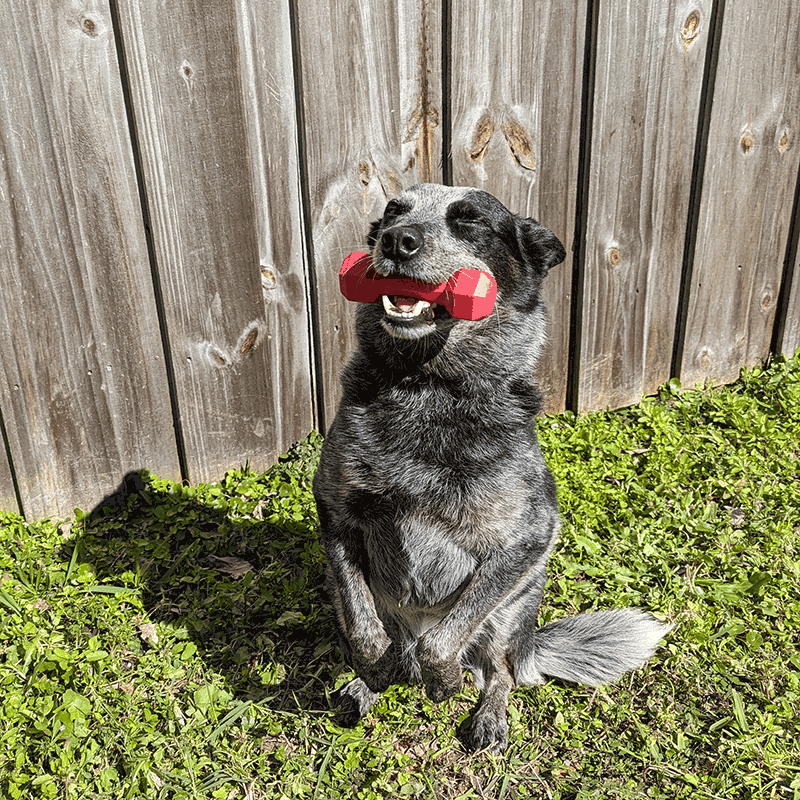 Dumbbell Junior Dog Toy