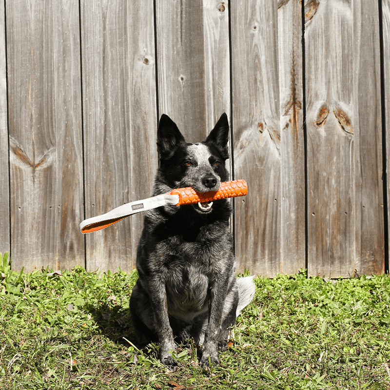 Bumper Junior Dog Toy