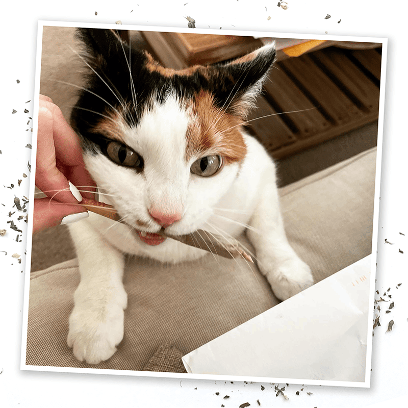 King Catnibas Joints