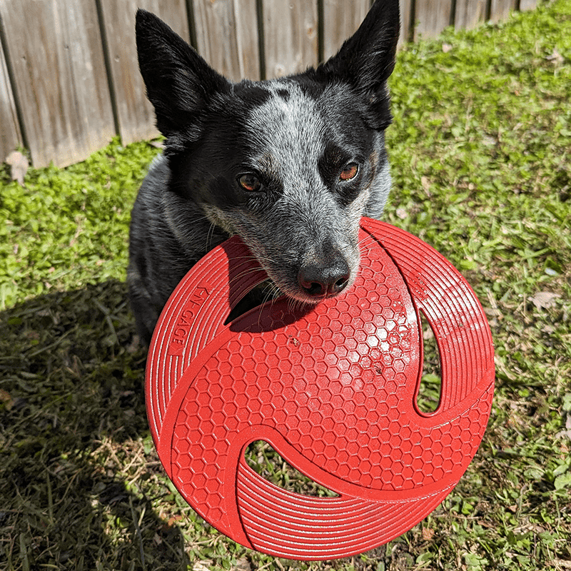 Flyer Dog Toy