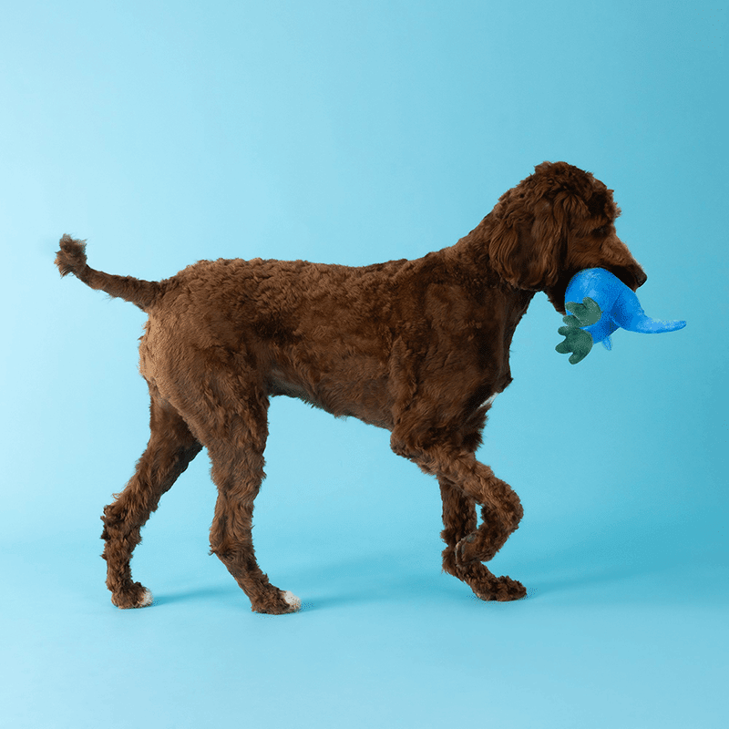 Feelin' Jawsome Plush Dog Toy