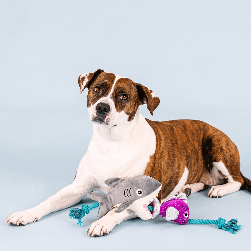 Shark Bait Plush Dog Toy