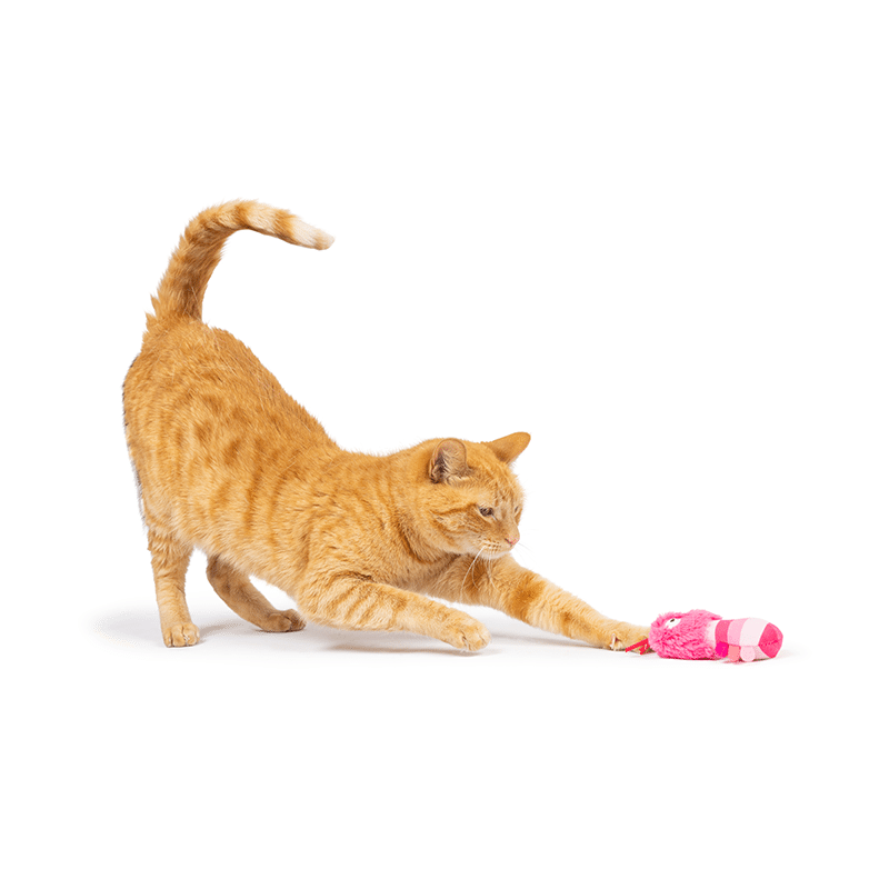 Love Bugs 2PK Cat Toy