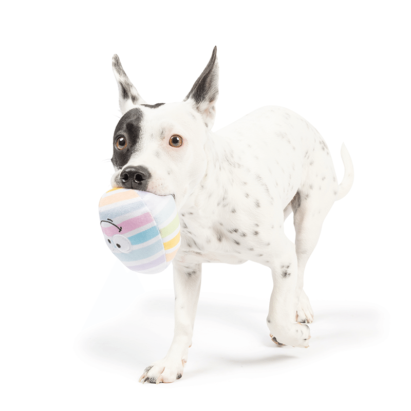 Tiny Tuff Squeaky Eggs 2PK Plush Dog Toy
