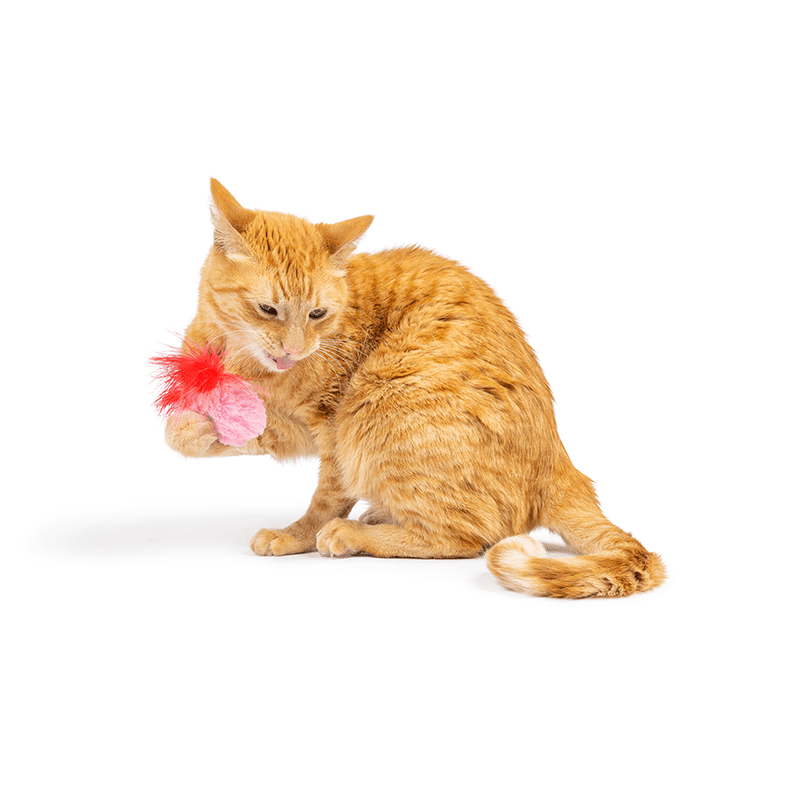 Love Bugs 2PK Cat Toy