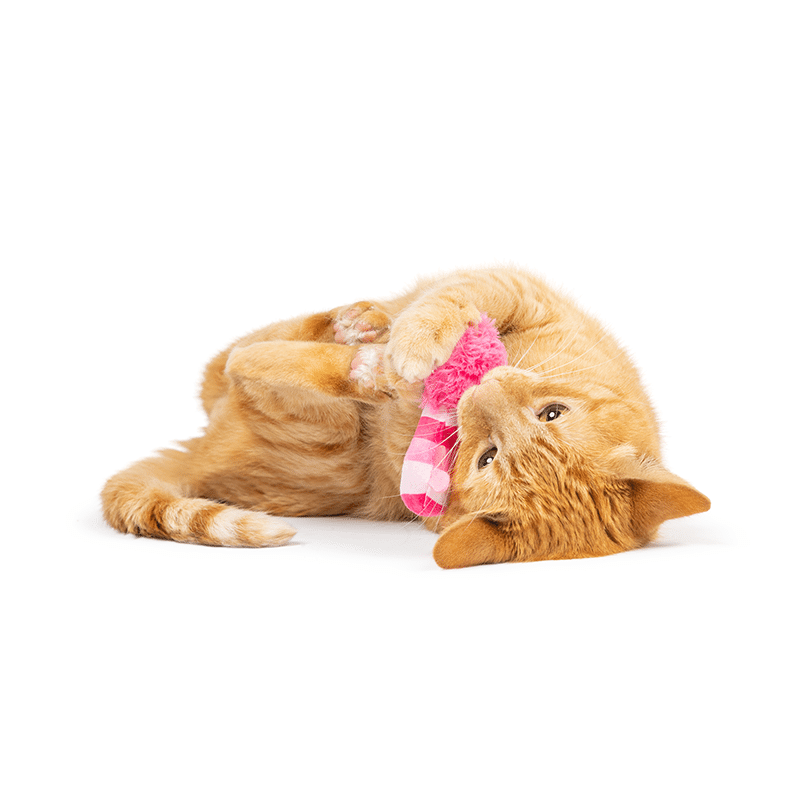 Love Bugs 2PK Cat Toy