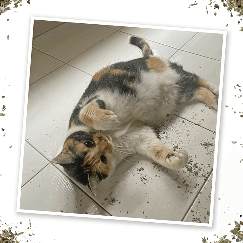 Garden Pawty Catnip Blend