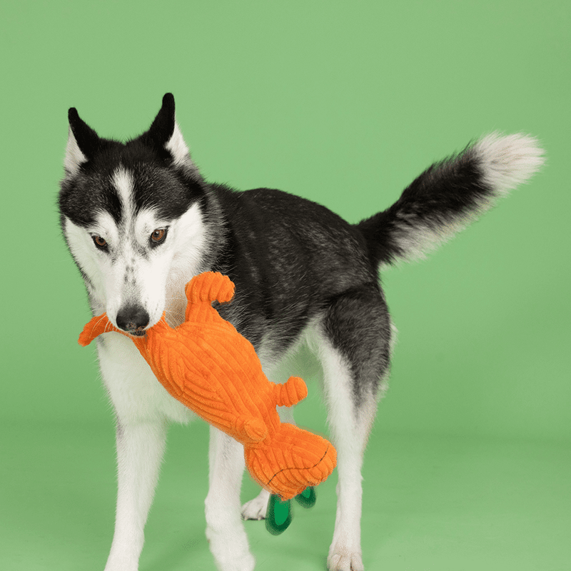 Carrot 'Bout You Dino Plush Dog Toy