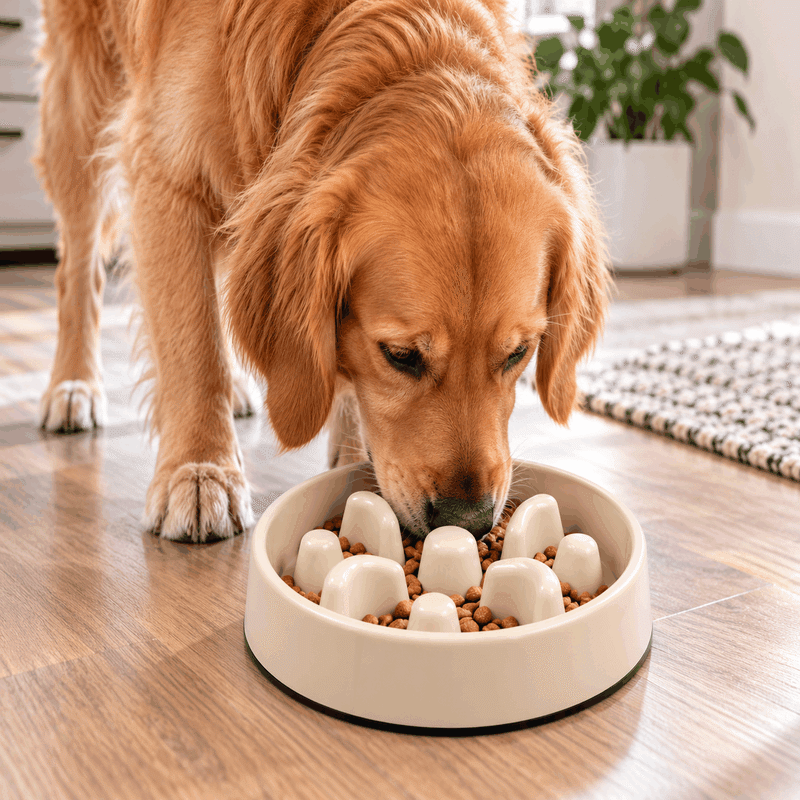 5 Cup Non Slip Slow Feeder Bowl