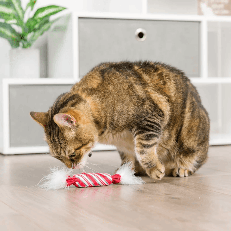 Lit Donut & Peppermint Candy 2PK Cat Toy