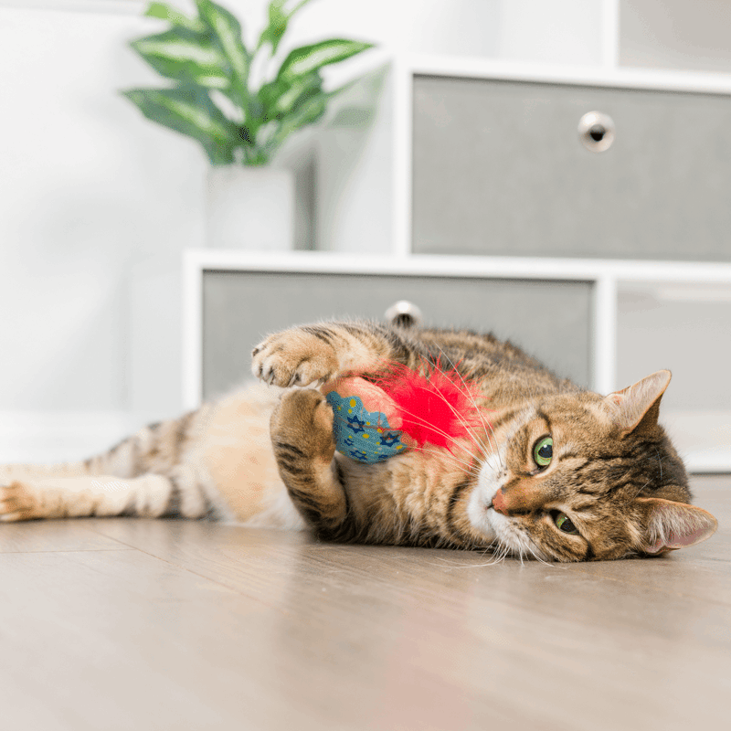 Jelly Roll & Meowchewits 2PK Cat Toy