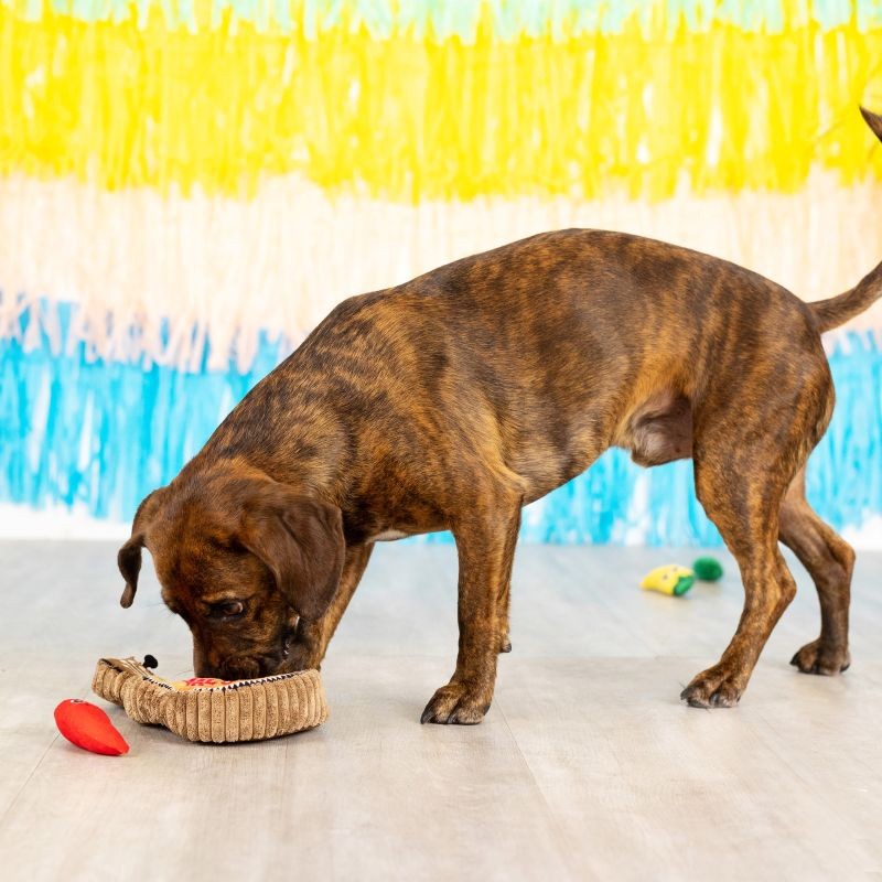 Fiesta Till You Siesta Plush Dog Toy