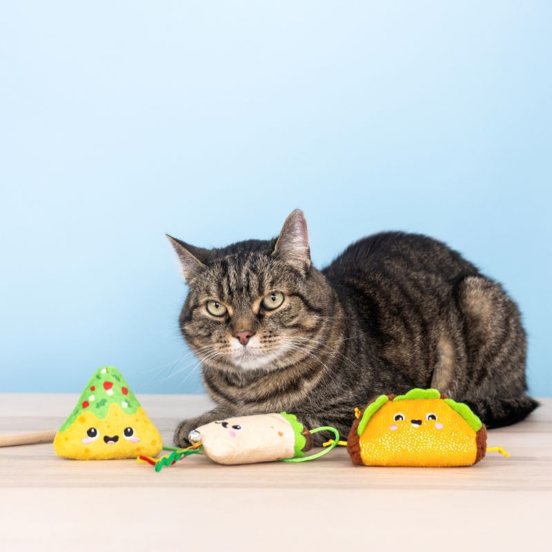 Feeling Like a Guac-Star Cat Toy