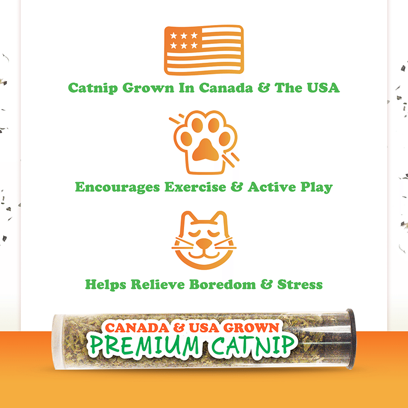 Get Sprung Lady Bug Refillable Cat Toy