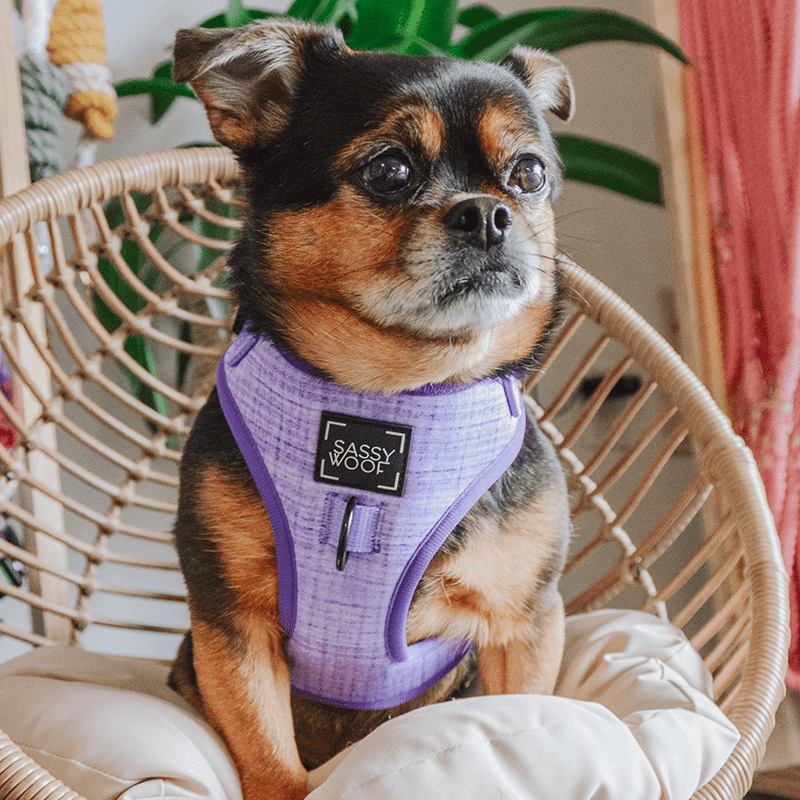 Dog Harness 