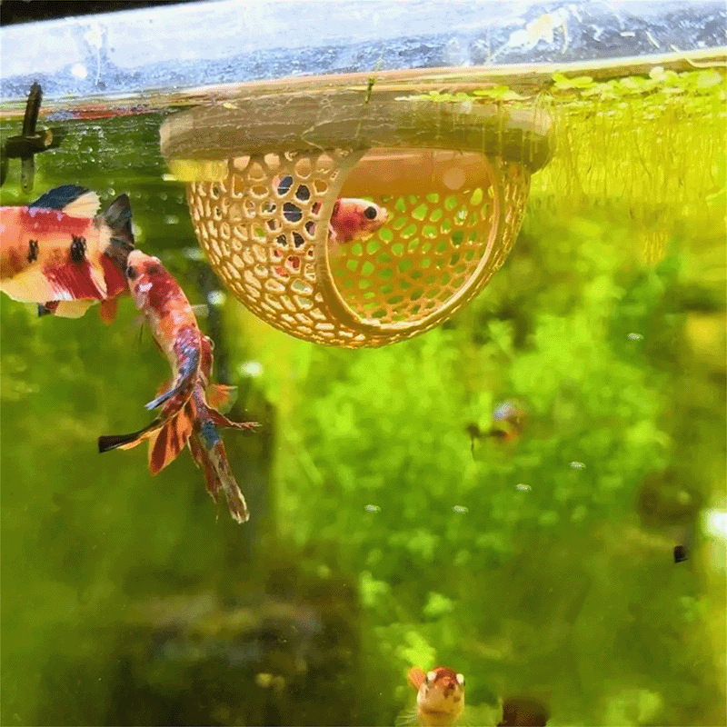 Modern Floating Fish Aquarium Lounge