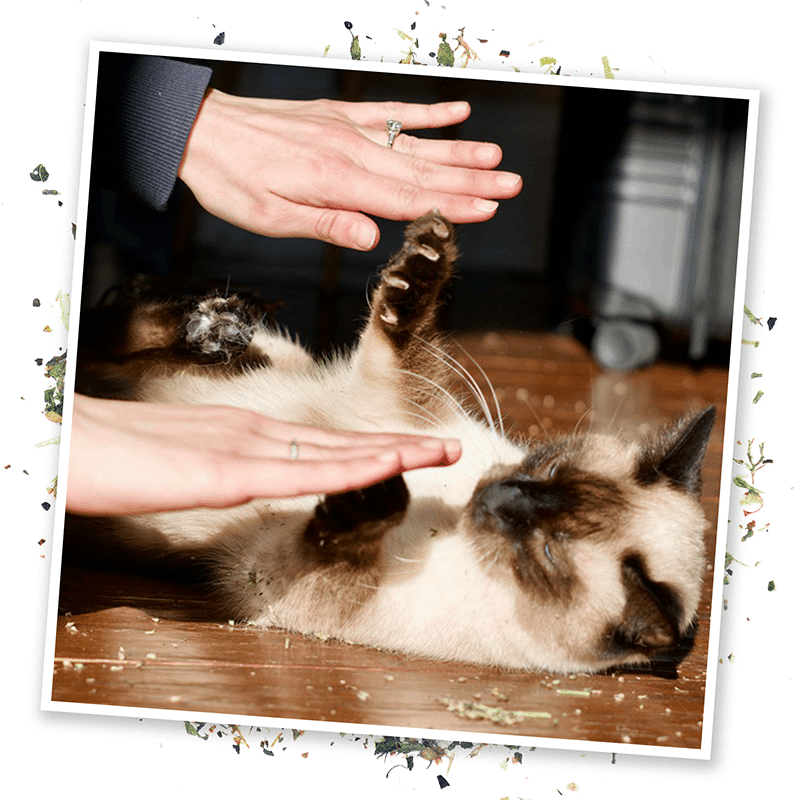 Cloud 9 Catnip Blend