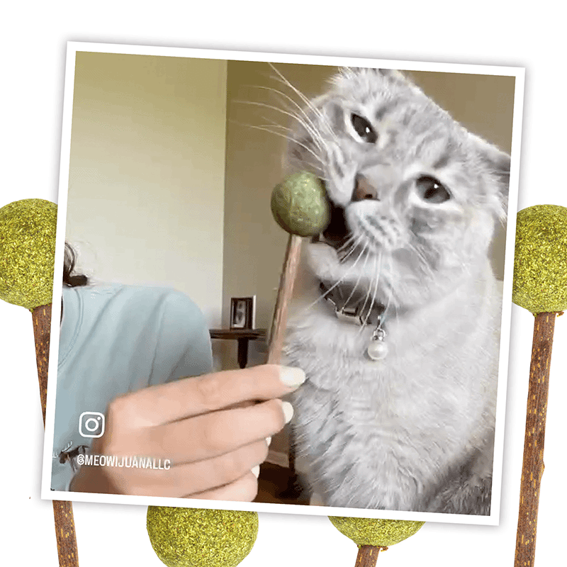 Lollies - Silvervine Sticks With Catnip