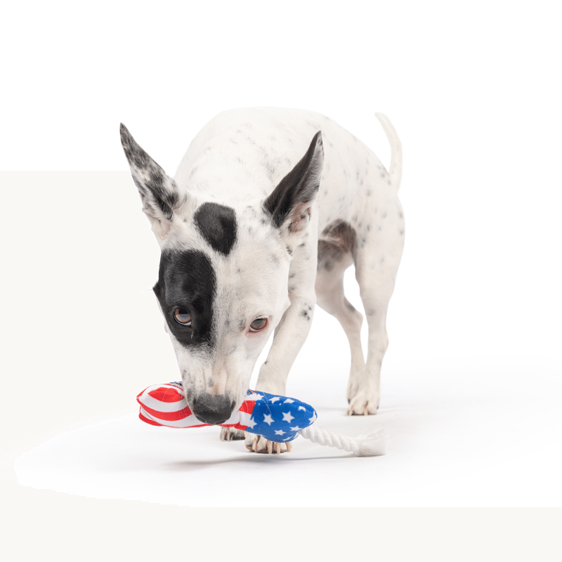 Tiny Tuff Lil' Firecracker Bone Dog Toy