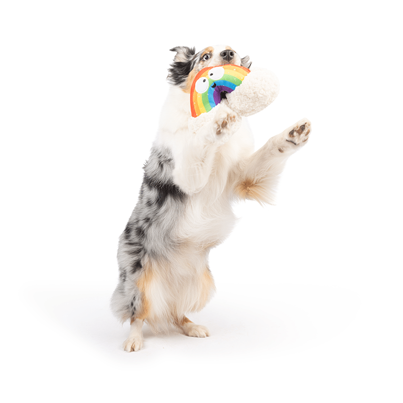 Happy Rainbow Dog Toy Small